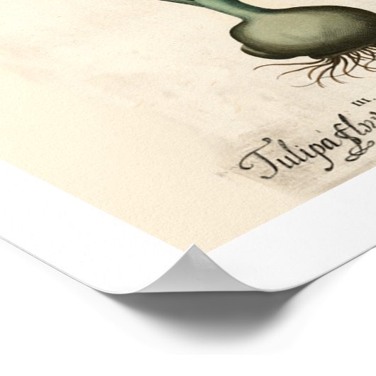 Botanische afdrukken van tulpen poster (Hoek)