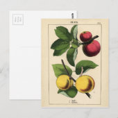 Botanische afdrukken van  vruchten briefkaart (Voorkant / Achterkant)