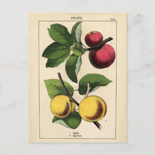 Botanische afdrukken van  vruchten briefkaart (Voorkant)