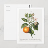  BOTANISCHE AFDRUKKING "BITTER ORANJE" DOOR REDOUT BRIEFKAART (Voorkant / Achterkant)
