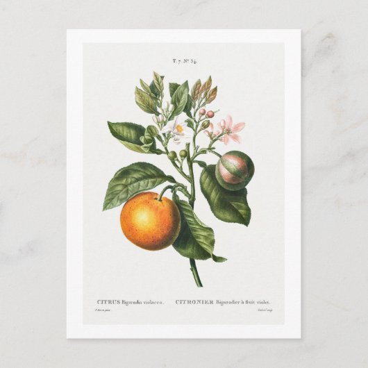  BOTANISCHE AFDRUKKING "BITTER ORANJE" DOOR REDOUT BRIEFKAART (Voorkant)