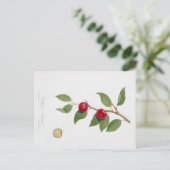 BOTANISCHE AFDRUKKING VAN HET BRIEFKAART CHERRY B (Staand voorkant)