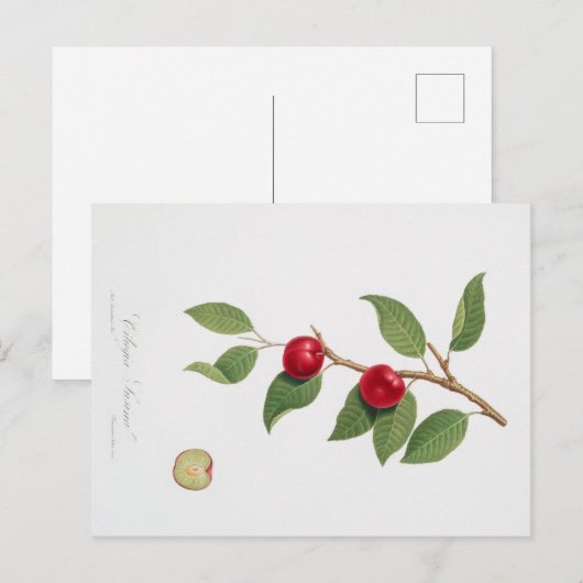  BOTANISCHE AFDRUKKING VAN HET BRIEFKAART CHERRY B (Voorkant / Achterkant)