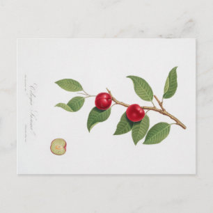  BOTANISCHE AFDRUKKING VAN HET BRIEFKAART CHERRY B