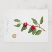  BOTANISCHE AFDRUKKING VAN HET BRIEFKAART CHERRY B (Voorkant)
