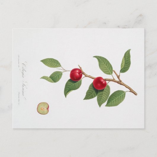 BOTANISCHE AFDRUKKING VAN HET BRIEFKAART CHERRY B (Voorkant)