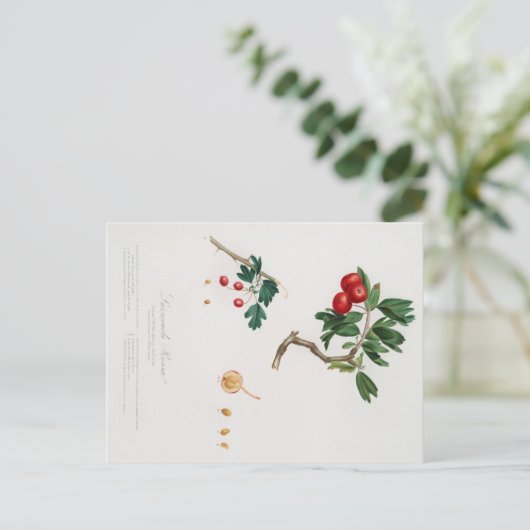 BOTANISCHE AFDRUKKING VAN HET BRIEFKAART VAN RODE  (Staand voorkant)