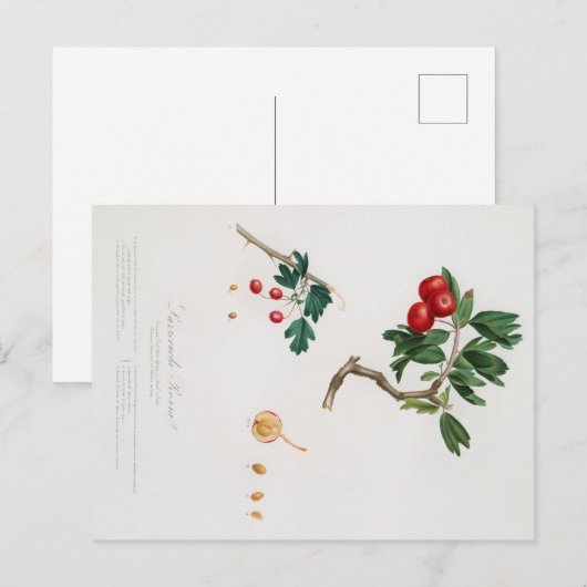 BOTANISCHE AFDRUKKING VAN HET BRIEFKAART VAN RODE  (Voorkant / Achterkant)