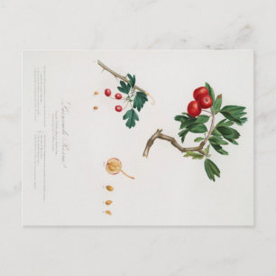 BOTANISCHE AFDRUKKING VAN HET BRIEFKAART VAN RODE 