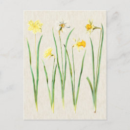 botanische affodilatie illustratie briefkaart