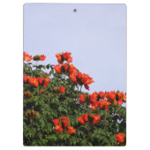 Botanische Afrikaanse Tulp Boom elke tekst Klembord (Achterkant)