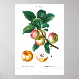 BOTANISCHE APPARATUUR REDOUTÉ POSTER