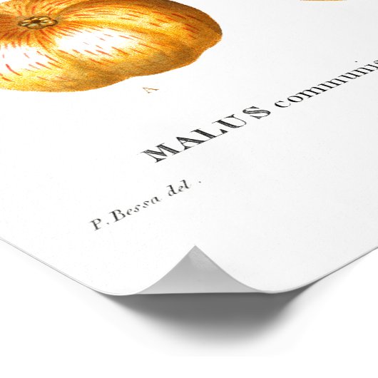  BOTANISCHE APPARATUUR REDOUTÉ POSTER (Hoek)