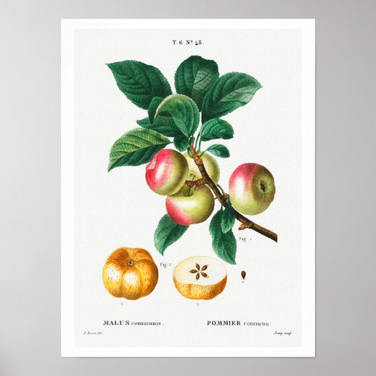  BOTANISCHE APPARATUUR REDOUTÉ POSTER (Voorkant)