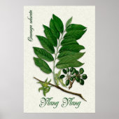 Botanische aromatherapie illustratie van Ylang Yla Poster (Voorkant)