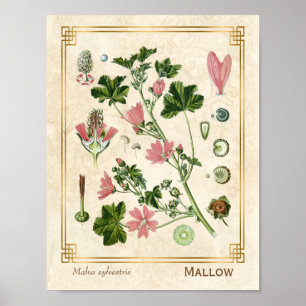  botanische baard roze mestventilator poster