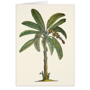 Botanische bananenboom