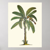 Botanische bananenboom poster (Voorkant)