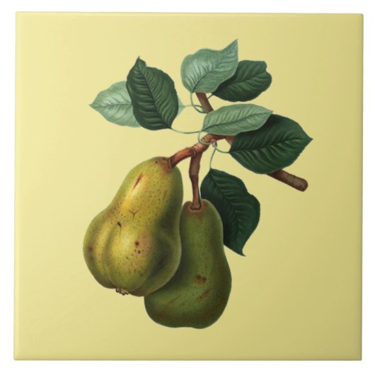 Botanische bartlett ~ Kleurachtergrond ~ Tegeltje (Voorkant)