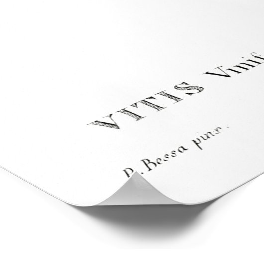  botanische bedrukking van Poster van druiven (Hoek)