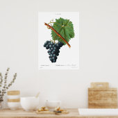  botanische bedrukking van Poster van druiven (Keuken)