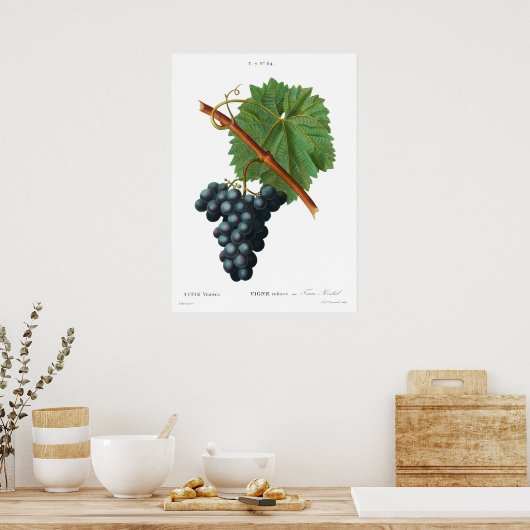  botanische bedrukking van Poster van druiven (Keuken)