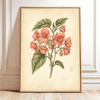 Botanische Begonia Prints - Canvas Kunst