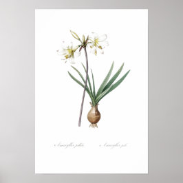 BOTANISCHE BELLADONNA LICHT POSTER