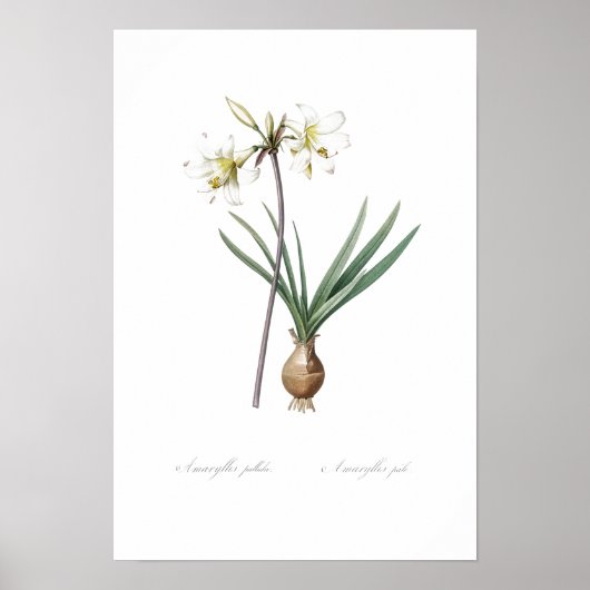 BOTANISCHE BELLADONNA LICHT POSTER (Voorkant)
