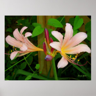 Botanische Belladonna Roze Lelie Bloemenprint Poster