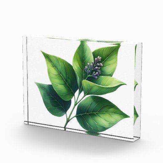 Botanische bladeren en bloesems fotoblokken (Rechts)