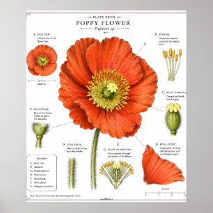 Botanische Bloem Poster Vintage Bloemschilderkun