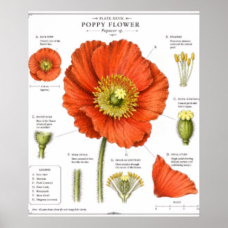 Botanische Bloem Poster | Vintage Bloemschilderkun