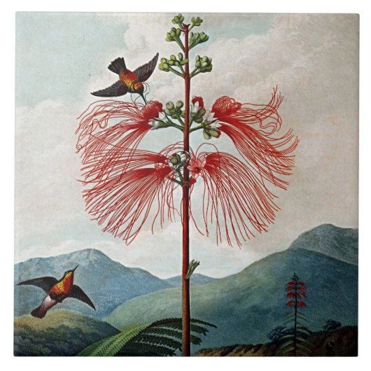 Botanische Bloemen Bloeiend Gevoelig Keramisch Pla Tegeltje (Voorkant)