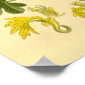  Botanische Bloemen Canary Creeper Illustrati Poster (Hoek)