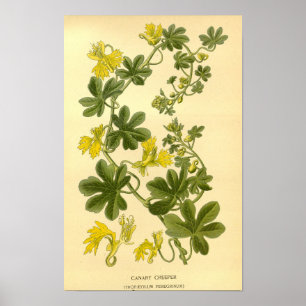  Botanische Bloemen Canary Creeper Illustrati Poster