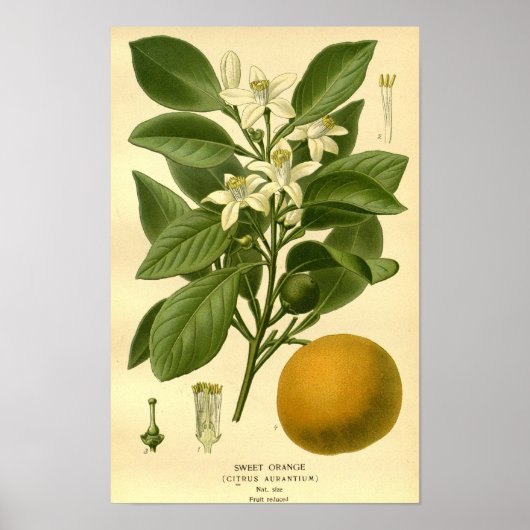  Botanische Bloemen Zoet Sinaasappel Fruit Illust Poster (Voorkant)
