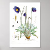  BOTANISCHE "BLUE POPPY" REDOUTÉ POSTER (Voorkant)