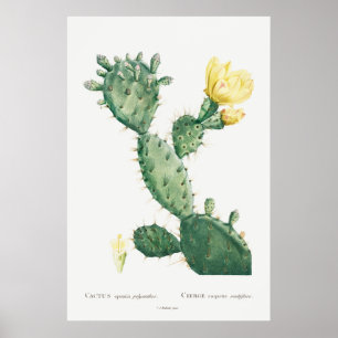 Botanische Cactus Illustratie, Retro Poster