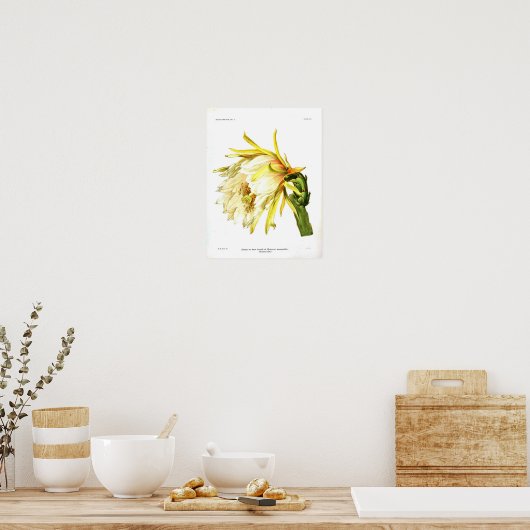  botanische Cactus Poster (Keuken)