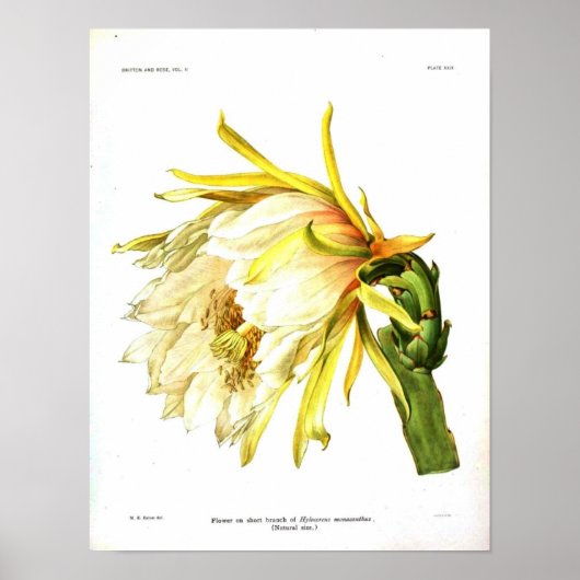 botanische Cactus Poster (Voorkant)