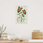 Botanische Caladium Illustratie Poster (Keuken)