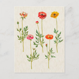 Botanische Calendula-illustratie Briefkaart