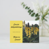 Botanische Cassia didymobotrya "Popcorn Cassia" Briefkaart (Staand voorkant)