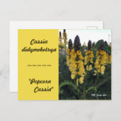 Botanische Cassia didymobotrya "Popcorn Cassia" Briefkaart (Voorkant / Achterkant)