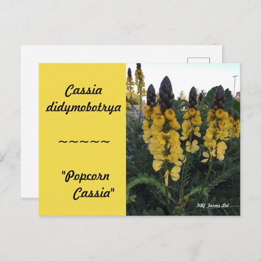 Botanische Cassia didymobotrya "Popcorn Cassia" Briefkaart (Voorkant / Achterkant)