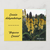 Botanische Cassia didymobotrya "Popcorn Cassia" Briefkaart (Voorkant)