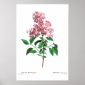BOTANISCHE "CHINESE LILA" REDOUTÉ POSTER (Voorkant)