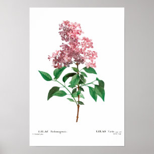BOTANISCHE "CHINESE LILA" REDOUTÉ POSTER
