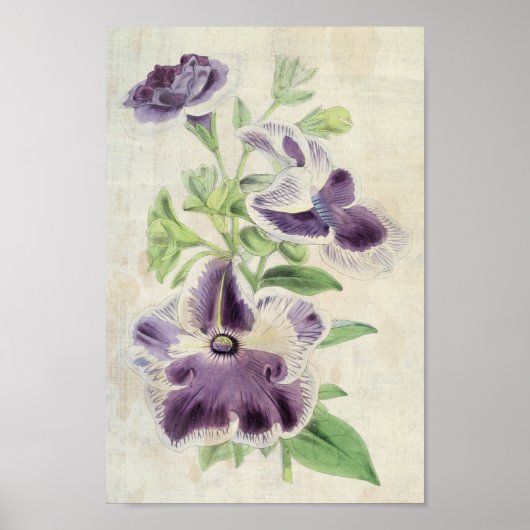  botanische clipse en Annie Kien Petunias Poster (Voorkant)